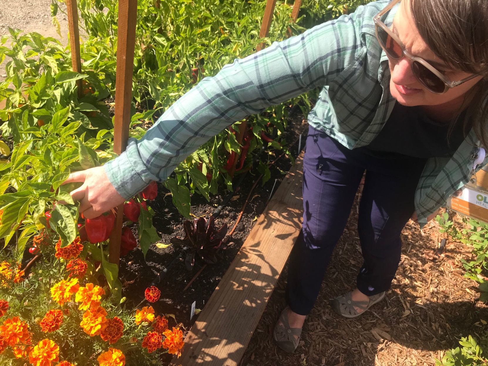 Emily Newman, OLE Health’s garden and culinary wellness educator, checks out some produce growing in the garden in south Napa.